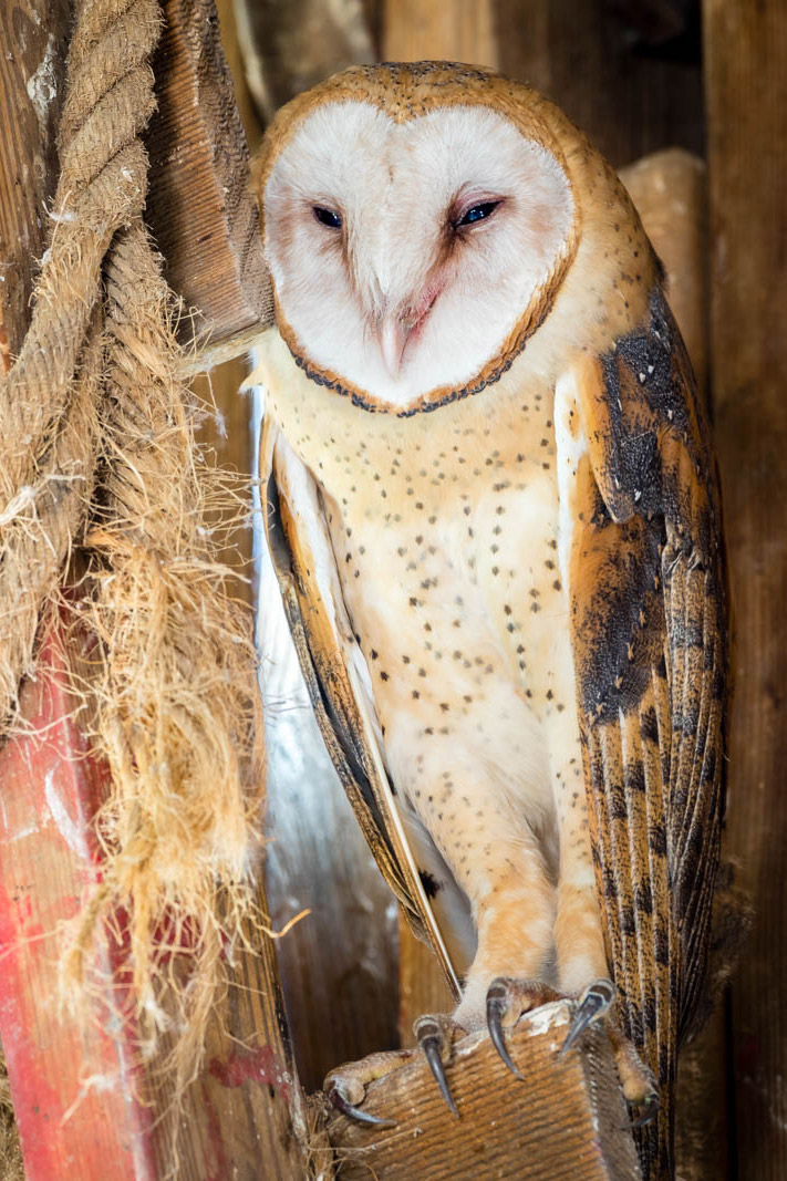 How to identify a barn owl | Iowa DNR